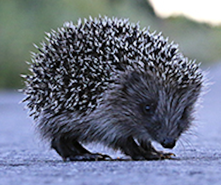 Les COMBATS de la fonda