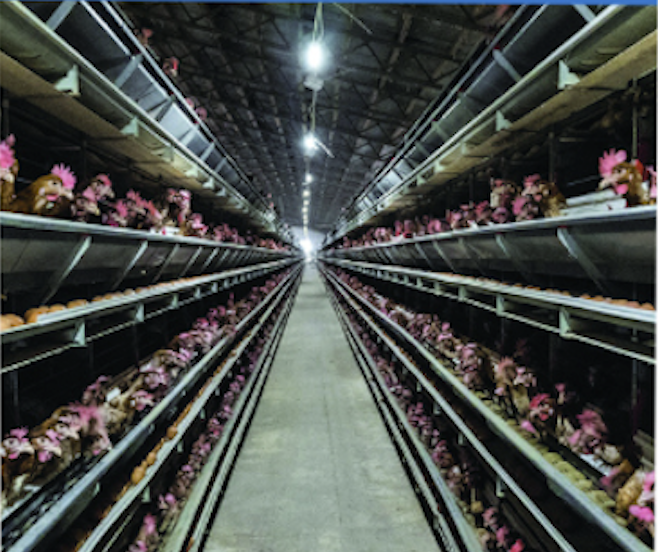 C'est quoi l'élevage industriel des poules ?