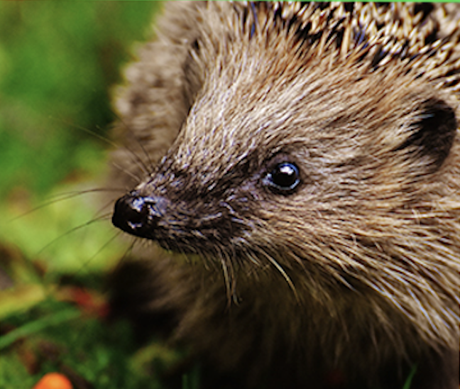 Le jour … du hérisson